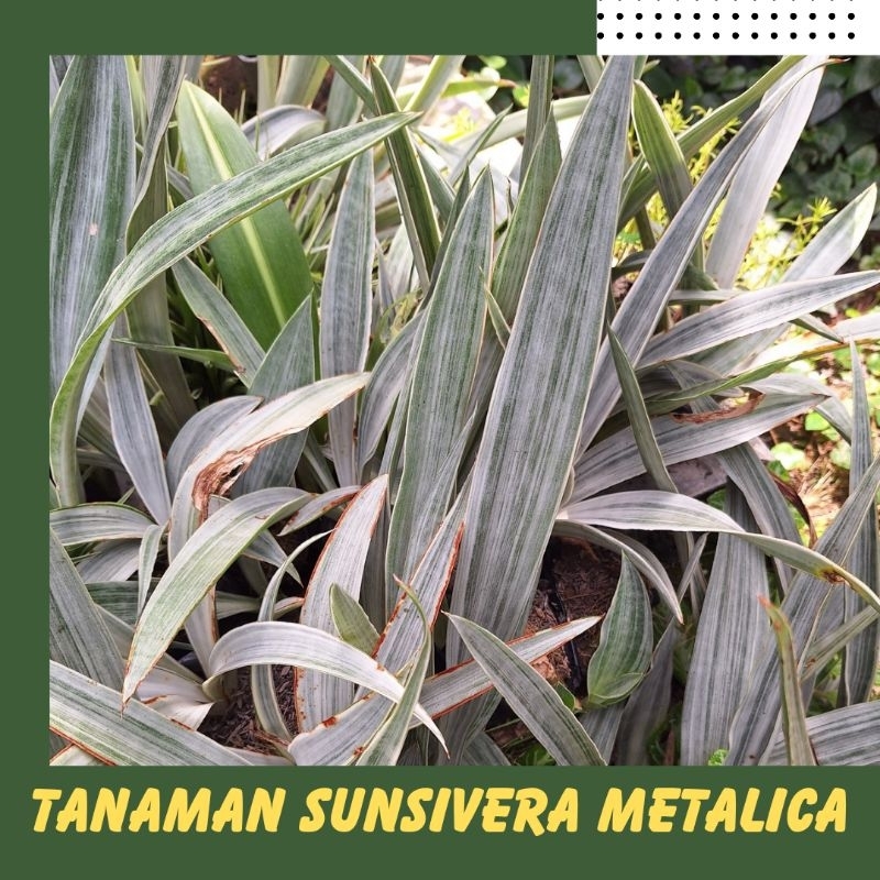 SANSIVERA METALICA/LIDAH MERTUA SILVER