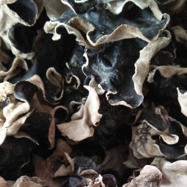 

Instan Jamur Kuping Kering 1 kg Grade A Super Jamur Hitam Kering 1 KG Sortir