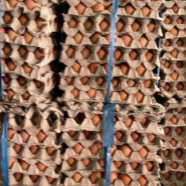 

Serba diskon TELUR AYAM NEGRI HARGA PER KILO