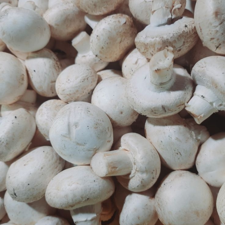 

Bestseller jamur champignon kancing 1 kg