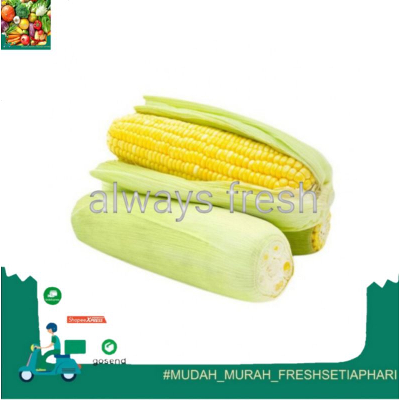 

jagung manis - always fresh