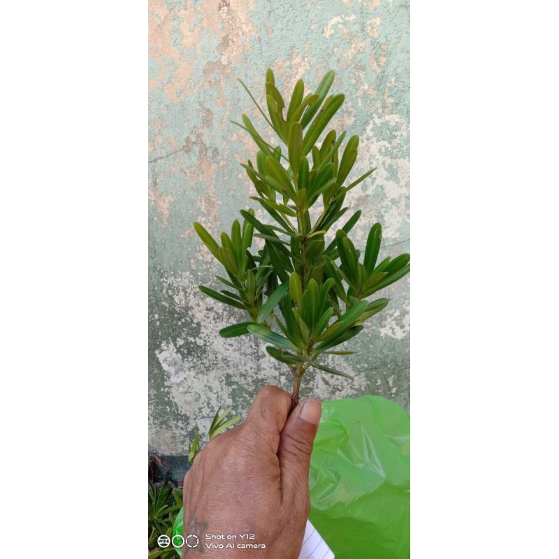 bibit lohansung mawar murah