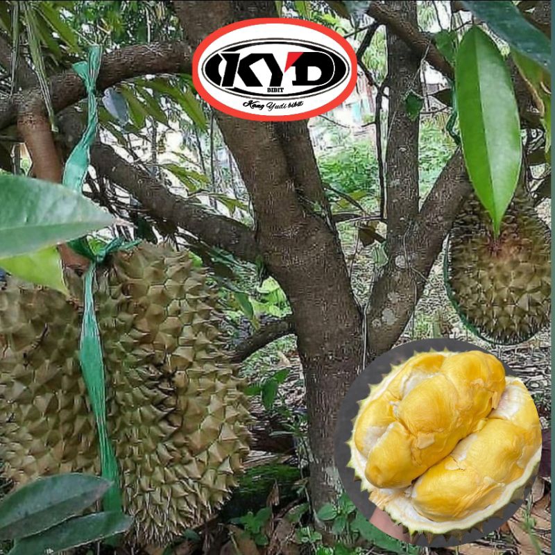 Bibit tanaman buah durian bawor super / bawor super