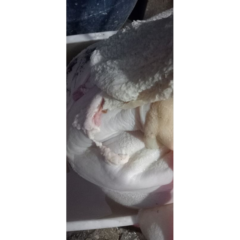 

babat sapi putih frees