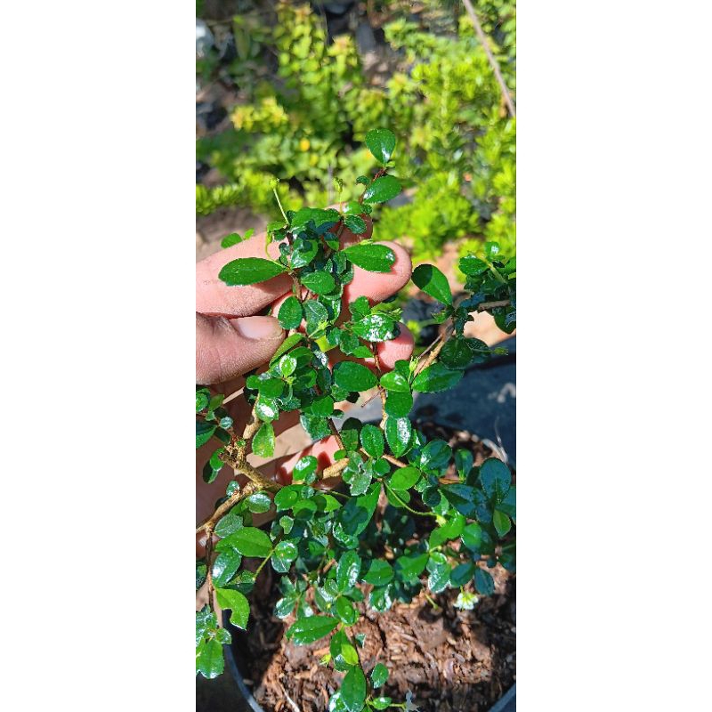 Hokiantea micro