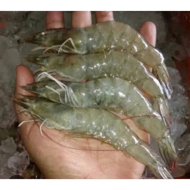 

udang empang 500g / pampang online