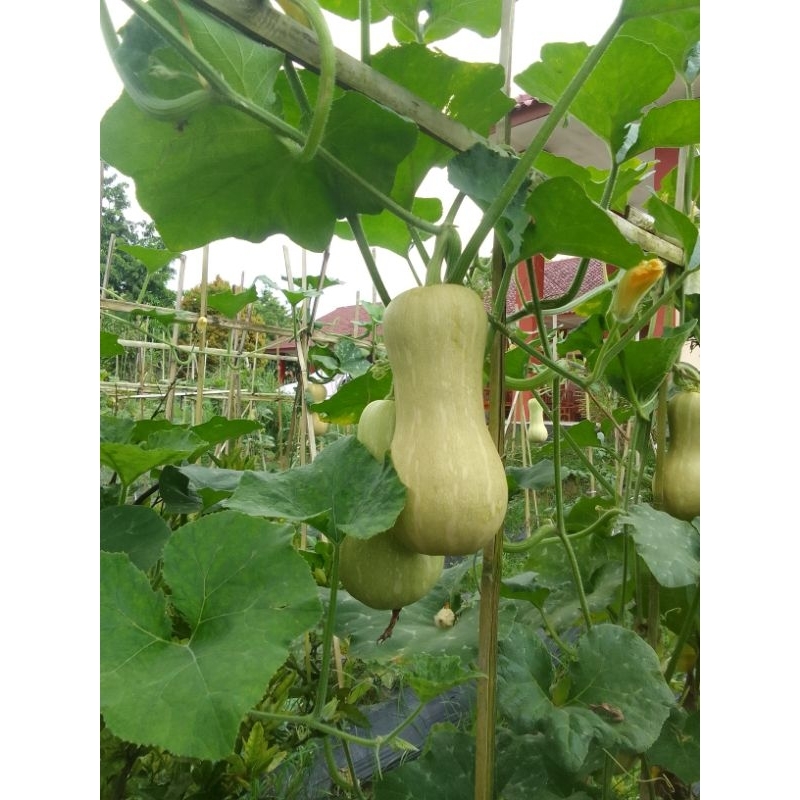 

ButterNut