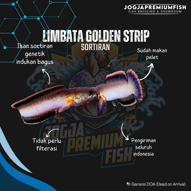

STICKER LIMBATA GOLDEN STRIP