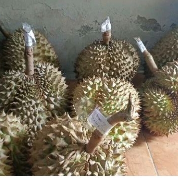 

montong thailand paket 25 kg