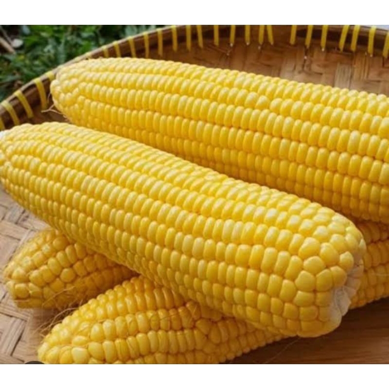 

perbiji jagung kuning / pampang online