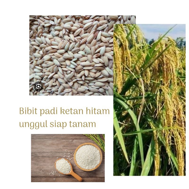 BIBIT PADI KETAN PUTIH SUPER UNGGUL GRENDEL 1KG SIAP TANAM