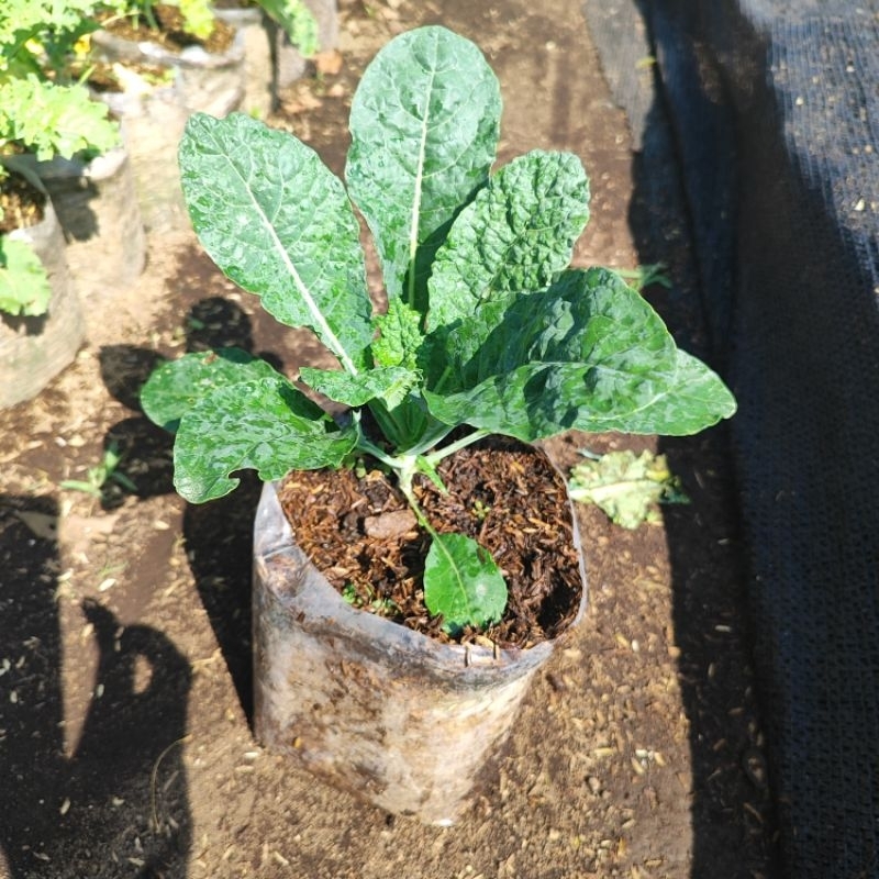 kale nero tanaman sayuran