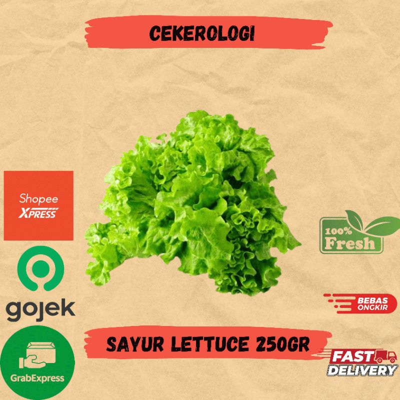 

Sayur Lettuce 250gr / Sayur Lettuce Fresh Berkualitas / JABODETABEK / Sayur Segar / Lettuce / Sayuran / Sayur