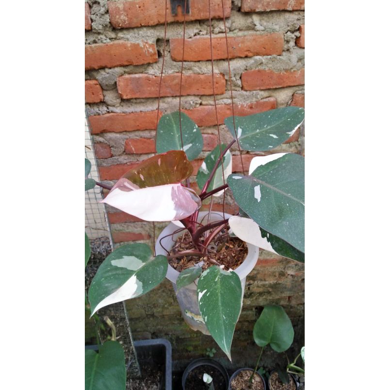 Philodendron Anderson