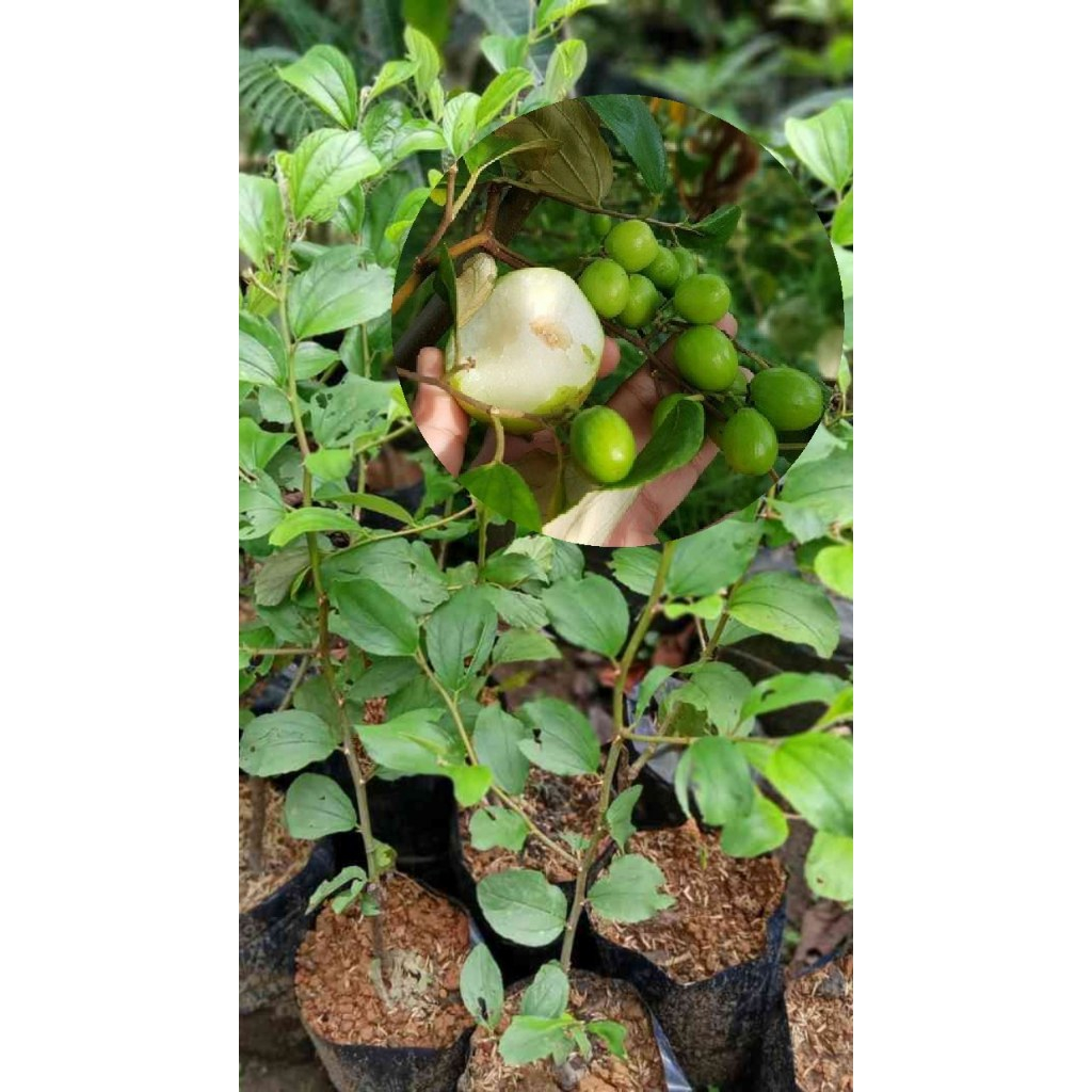 Bibit Buah Apel India/ Apel Pusta - Unggul