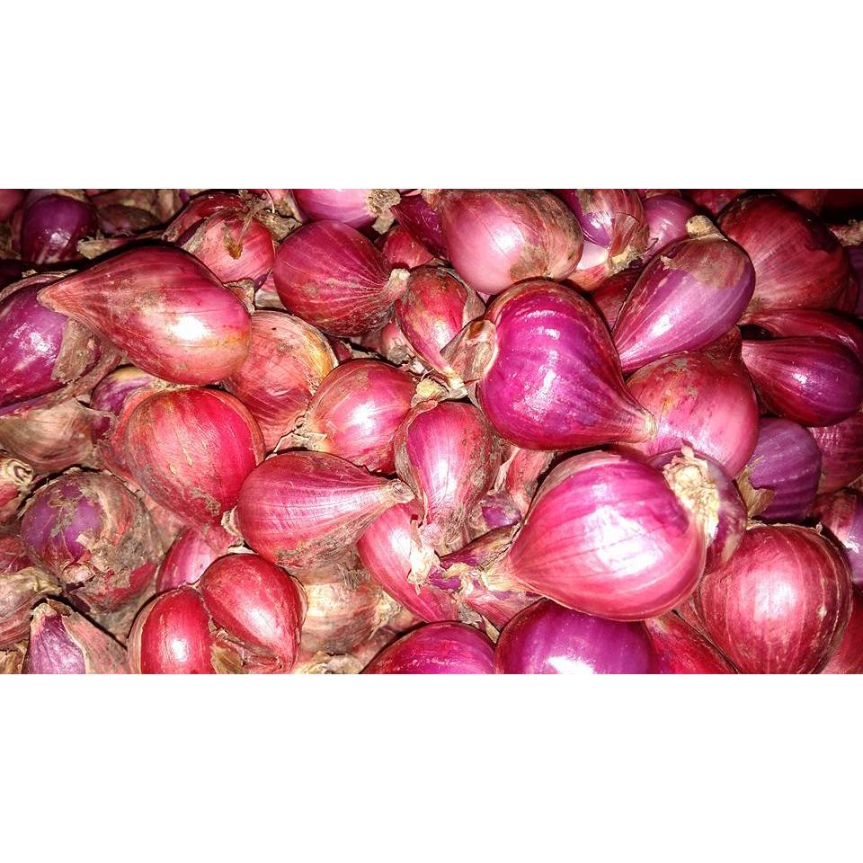 

bawang garut asli super dan fres 750 gram 1 kg