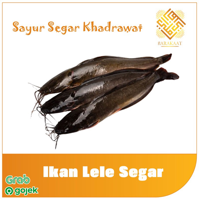 

Ikan Lele Segar 500 Gram