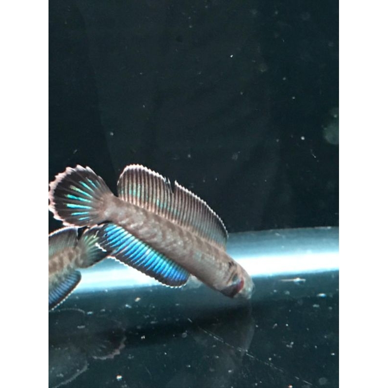 sticker channa andrao