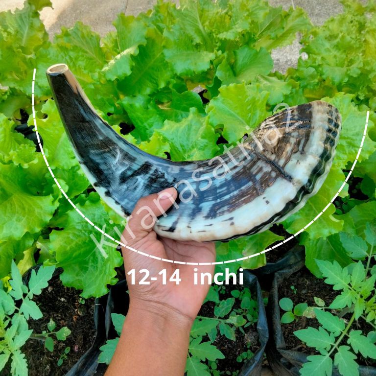 KODE H95B shofar ram trompet sangkakala asli tanduk shofar tanduk
