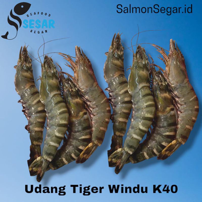 

Udang Tiger Pacet Segar - Udang Windu Fresh Size K40