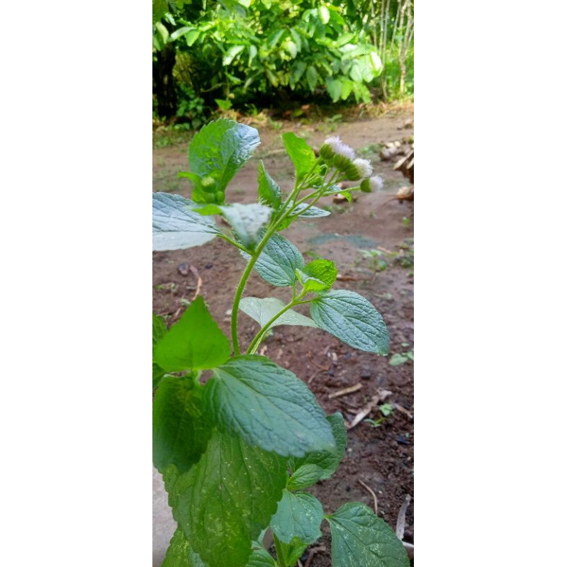 

HERBAL DAUN BANDOTAN 100gram
