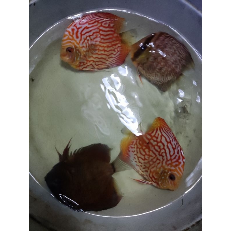 ikan discus 4 - 5 inch warna random clear stock indukan discus