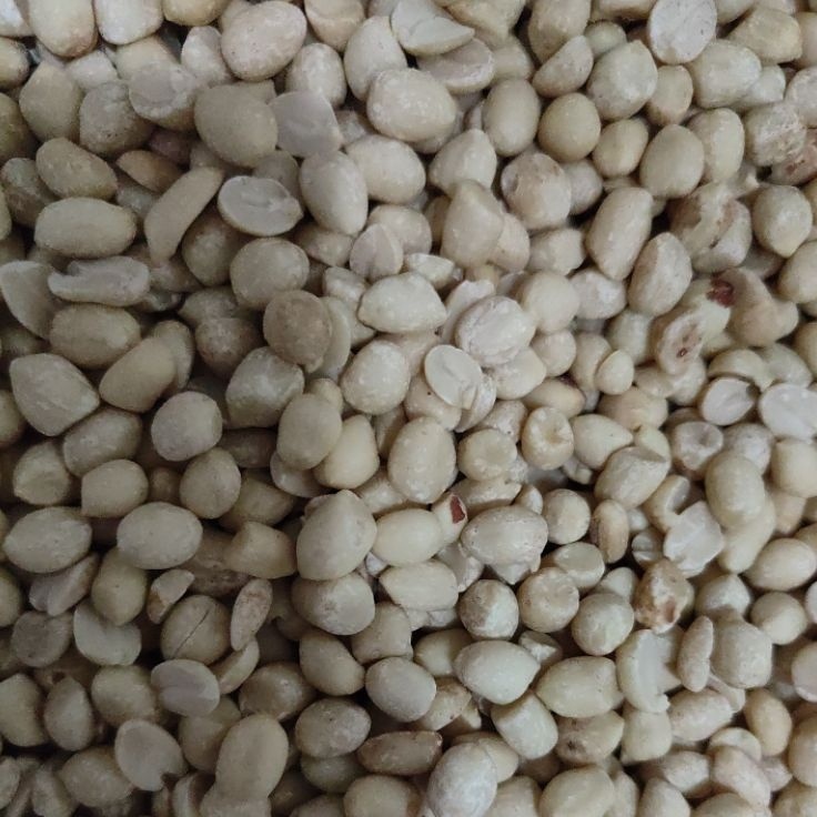 

Belanja hemat kacang kupas mentah KECIL UK 6171 Berat 1 kg 1gr