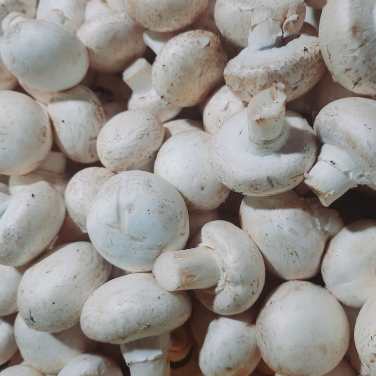 Limited Product jamur champignon  kancing 1 kg