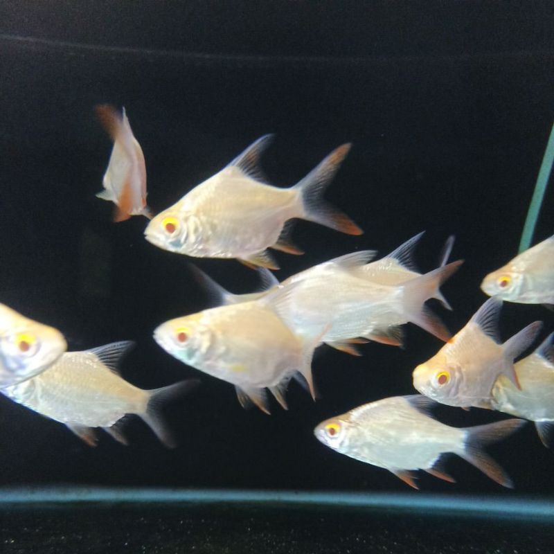 ikan kaviat albino semi SB