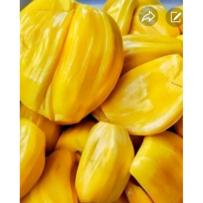 

Nangka Dulang kupas per pack