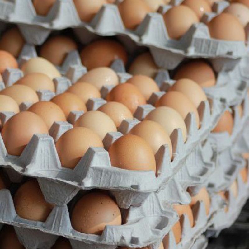 

Telur Ayam Negeri 1kg