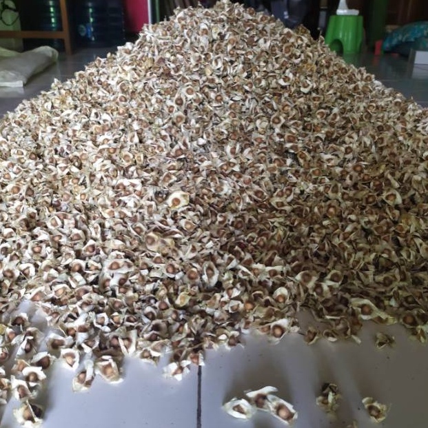 

biji KELOR 1kg 1 kg kiloan