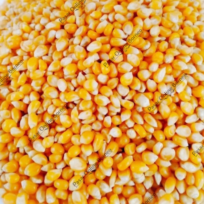 

Jagung Popcorn Mentah 5 Gram