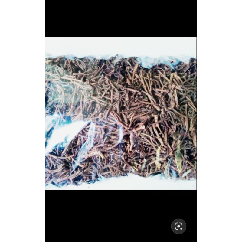 

tangkai buah cengkeh