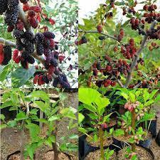 Murbei Jumbo | Buah Besar | Berbuah Dalam pot | Bibit Cangkok | jaminan cepat Berbuah