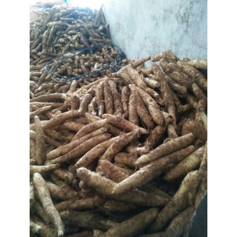 

Umbi Garut/Jengkirut/Irut/Angkrik Herbal Lambung Ready 1kg