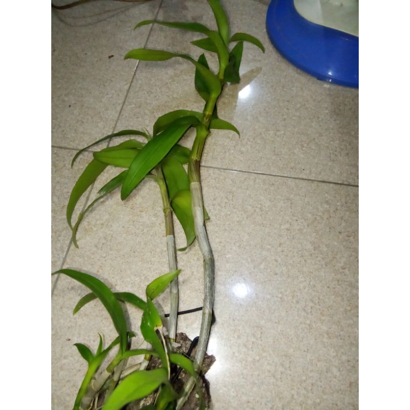 anggrek Bantimurung dewasa