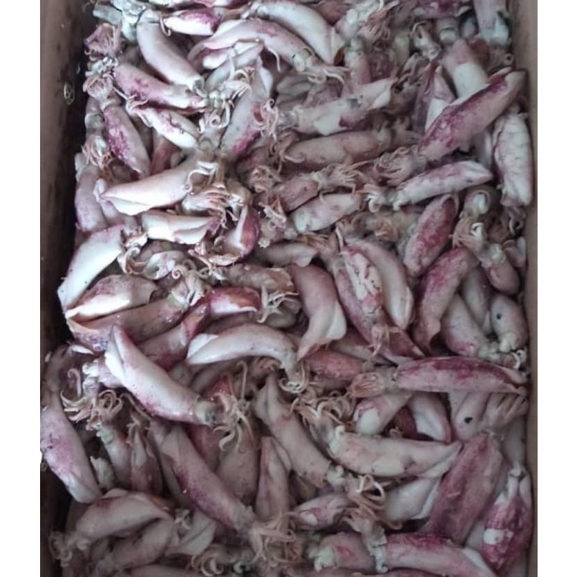

Booming ikan cumi asin setengah kering 1kg murah enak