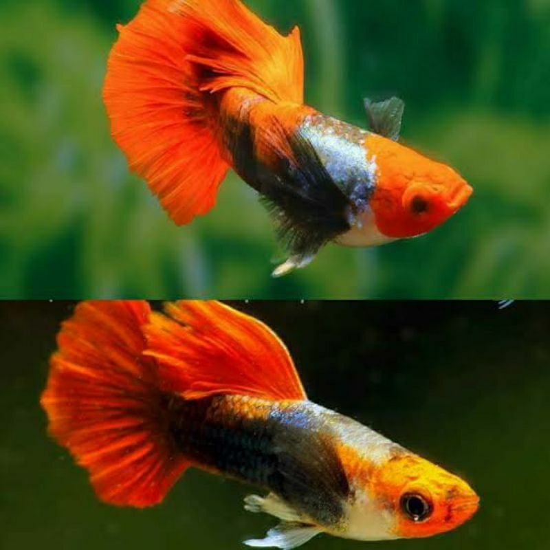 GUPPY TUXEDO KOI SHORTBODY