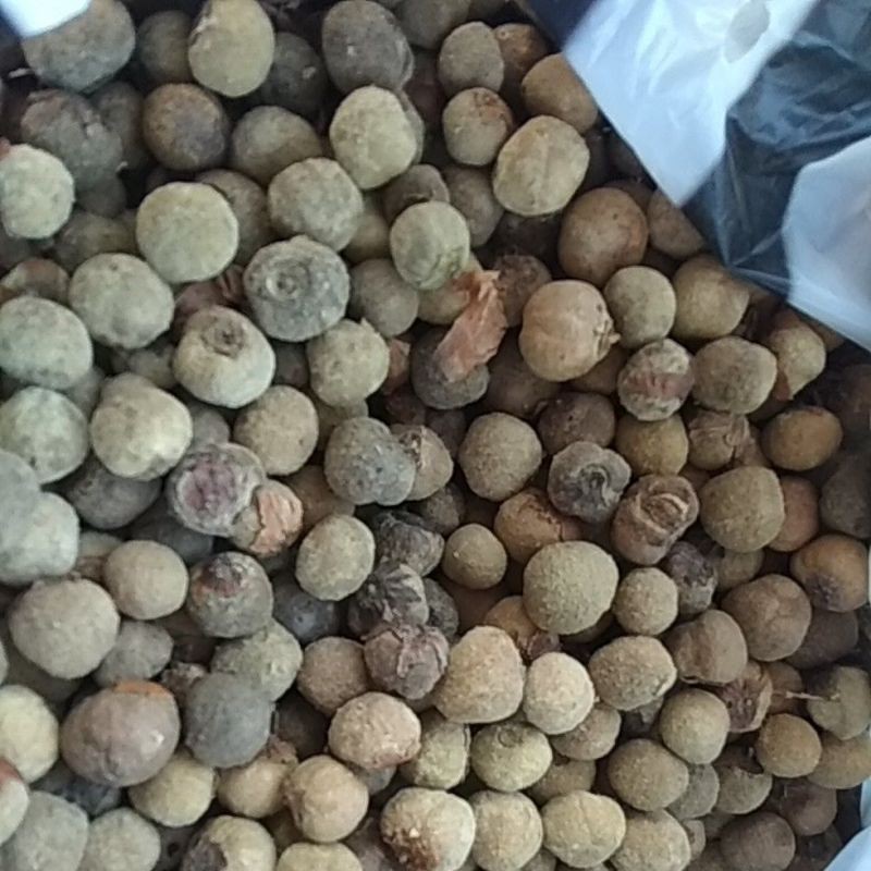 Biji Pohon Jati Emas ( 100gr ) Murah Berkualitas