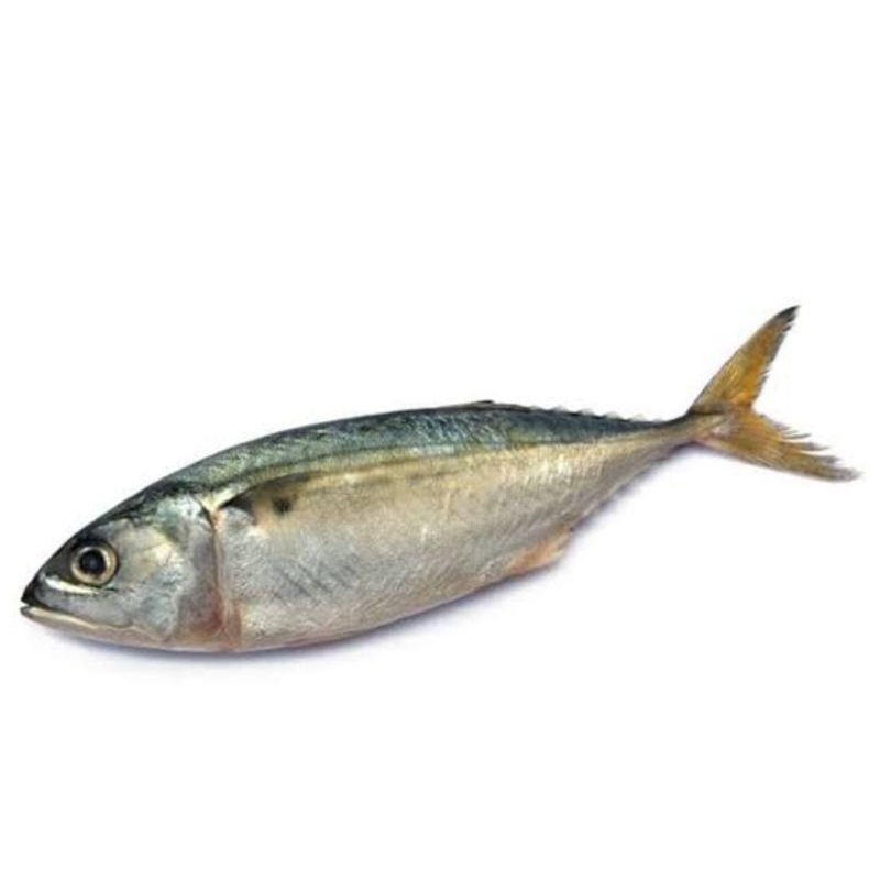 

ikan gembung 500gr