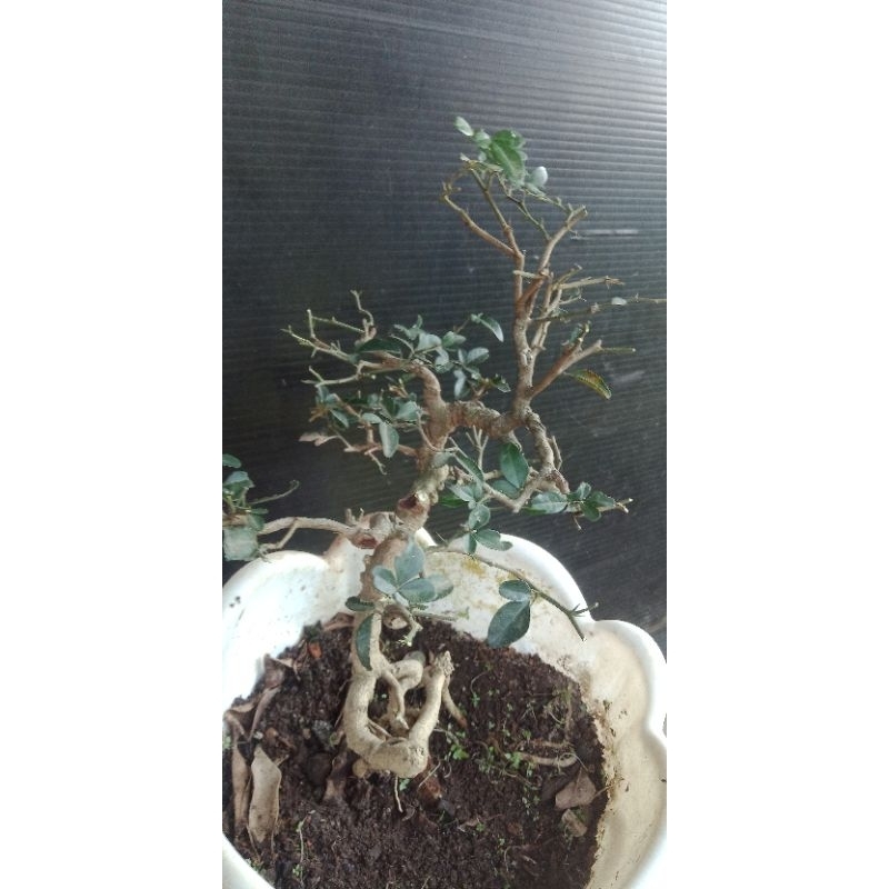 bonsai jeruk kingkit siap pajang