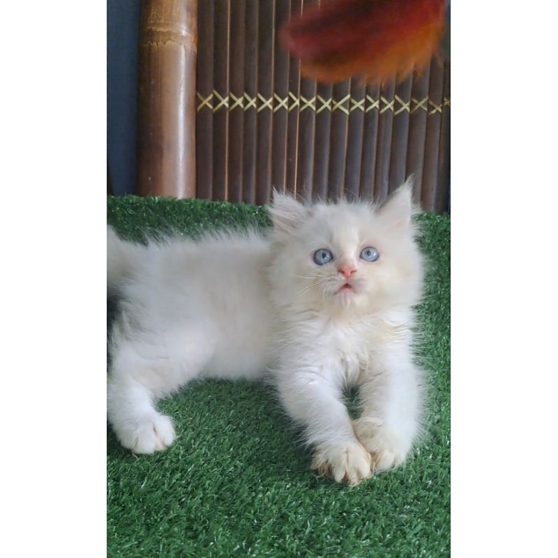 Anak kucing anggora/kitten himalaya/kitten ragdol betina/kucing ragdol betina/kucing ragdiol simetris