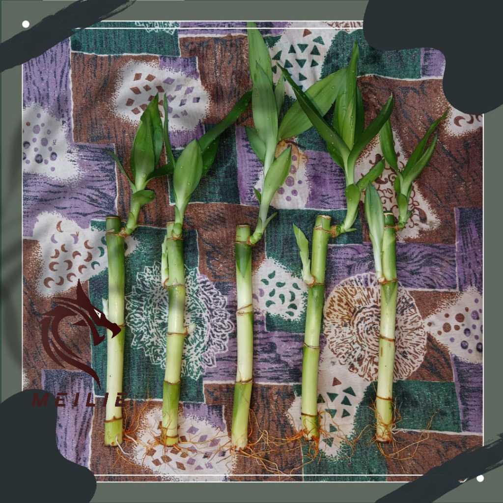 MEILIE - Bambu Hokki Bijian / Bambu Per Batang / Bambu Sri Rejeki / Bambu Cina / Tanaman Air /Bambu 