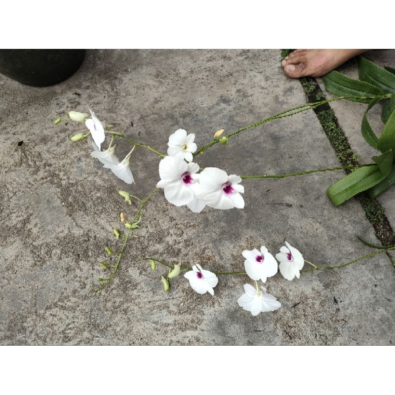 Dendrobium bulat premium