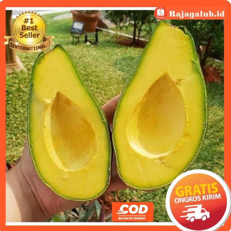 Bibit Alpukat Mentega Jumbo,cepat berbuah & bisa berbuah dalam pot.Cangkok/Sambung tusuk