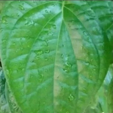

Daun Sirih 100g