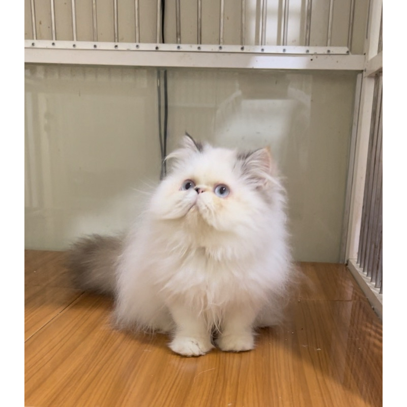 kucing kitten peaknose jantan dan betina