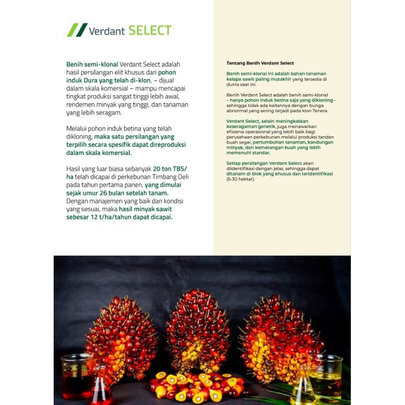 BENIH KECAMBAH SAWIT VERDANT ASLI