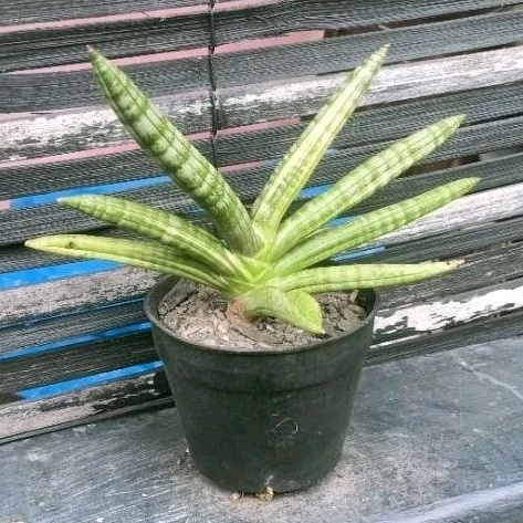 Tanaman Sansevieria Boncel Variegata Jreng